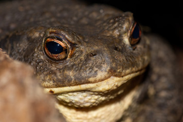 Detail of common toad