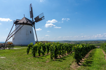 Plakat Retz windmill and vineyard