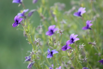Fototapeta na wymiar Small Purple Flowers 