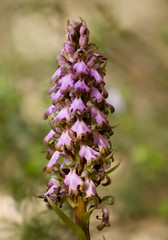 Giant orchid, Barlia robertiana, Himantoglossum robertianum, Andalusia, Spain.