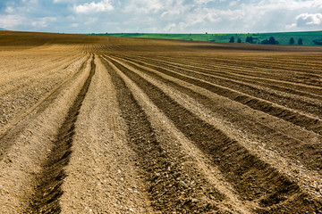 Furrows rows in a plowed field prepared for planting potatoes crops in spring.
