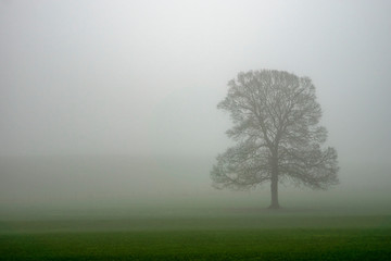 A tree is enveloped by mist near Malham, West Yorkshire