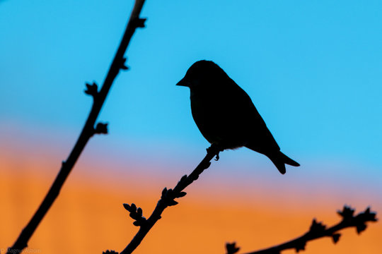 Silhouette of bird on a branch