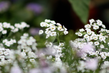 Alyssum Flowers 