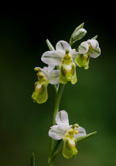 Fototapeta na wymiar Sawfly orchid, Ophrys tenthredinifera, white variation, or Albinism Andalusia, Southern Spain
