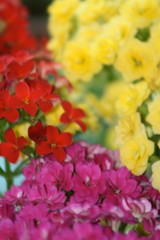 Red, Pink and Yellow Flowers