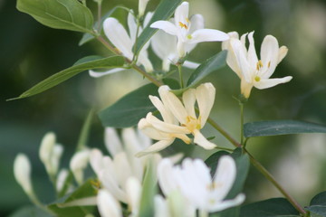 Fototapeta na wymiar White Flowers 