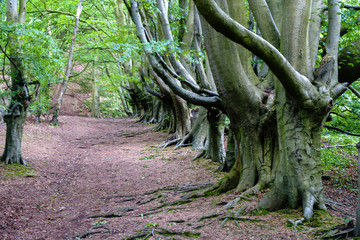 tree path in the forest