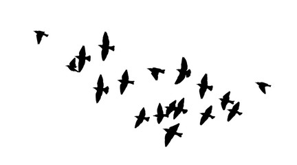 Plakat A flock of flying birds. Vector illustration