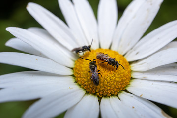 Obraz premium bugs on daisy