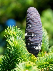 Korean Fir (Abies koreana)