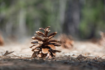 pine cone on the ground in the forest close up