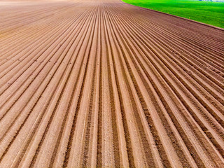 Furrows rows in a plowed field prepared for planting potatoes crops in spring.
