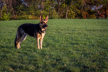 German Shepherd Standing Alertly in the Grass in the Late Afternoon Sun