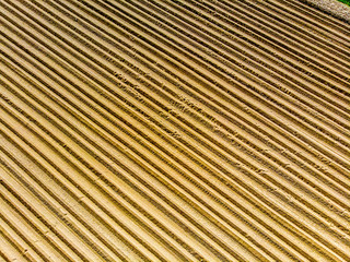 Furrows rows in a plowed field prepared for planting potatoes crops in spring.