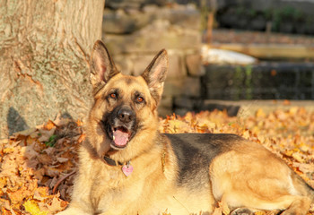 Closeup of German Shepherd Laying in Fall Leaves