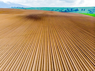 Furrows rows in a plowed field prepared for planting potatoes crops in spring.