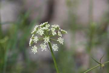 Queen Ann's Lace Flower 