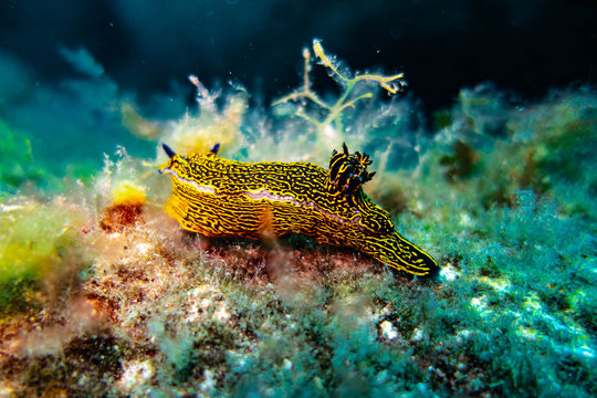 Gran Canaria Nudibranch