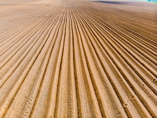 Furrows rows in a plowed field prepared for planting potatoes crops in spring.