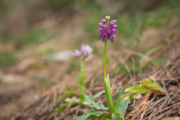 Hybrid orchid, orchis italica x orchis anthropophora = orchis bivonae tod, Andalusia, Spain.