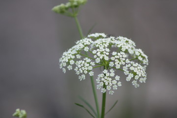 Queen Ann's Lace 
