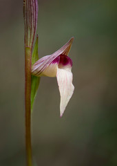Tongue-orchid, Serapias lingua, wild orchid, Andalusia, Spain.