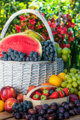 Variety of fresh ripe fruits in the garden.