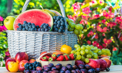 Variety of fresh ripe fruits in the garden.