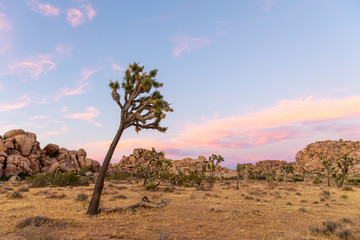 Joshua Tree