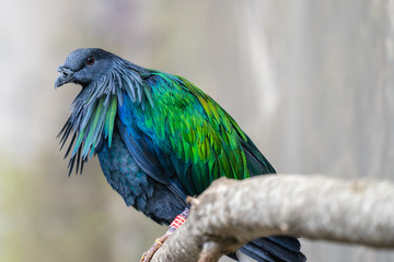 The Nicobar pigeon is a pigeon found on small islands and in coastal regions from the Andaman and Nicobar Islands, India, east through the Malay Archipelago, to the Solomons and Palau