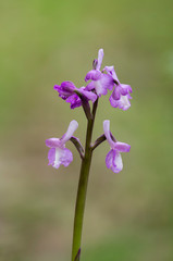 Champagne's orchid , Orchis champagneuxii, Andalusia, Southern Spain.