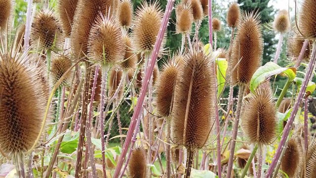 Dipsacus fullonum, syn. Dipsacus sylvestris, also known as wild teasel or fuller's teasel.