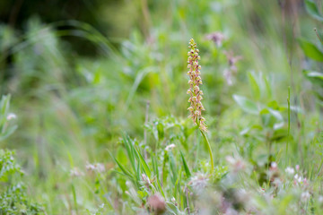 Wild orchid, Man orchid, Orchis anthropophora, Aceras anthropophorum, Andalusia, Southern Spain.