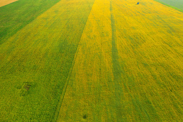 Aerial drone view of cultivated farmland and fields during the summer in Wales,