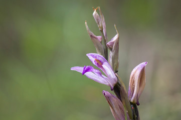 Fototapeta premium Flower of Limodore de Trabut, Trabuts Dingel, Limodorum trabutianum, wild orchid, Andalusia, Spain.