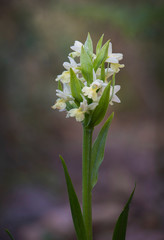 Barton's Orchid, Dactylorhiza insularis, inflorescence, Andalusia, Spain