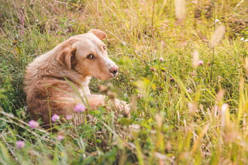 Domestic dog lying in grass and watching on a summer day