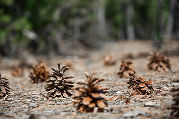 pine cone on the ground in the forest closeup