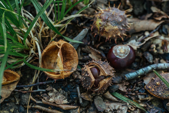 Wwild Forest Chestnuts with Shell and Thorns