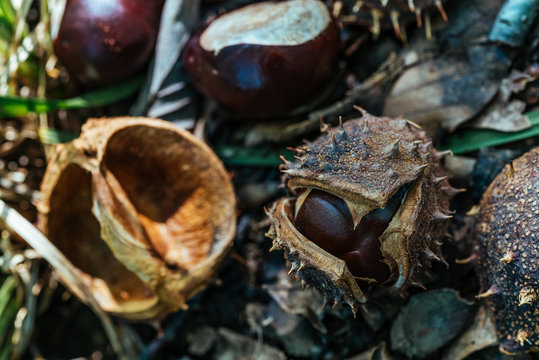 Wwild Forest Chestnuts with Shell and Thorns