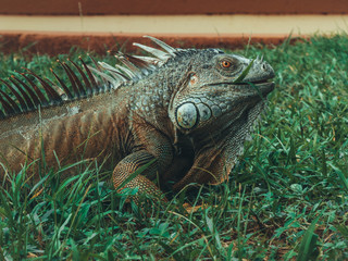 Iguana comiendo pasto
