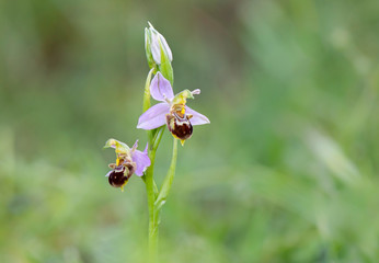 Bee orchid, Ophrys apifera, wild orchid in Andalusia, Spain.