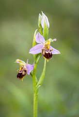 Bee orchid, Ophrys apifera, wild orchid in Andalusia, Spain.