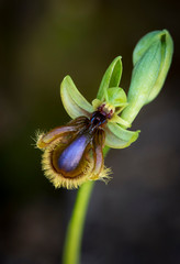 Ophrys vernixia, Ophrys speculum subsp. lusitanica. Mirror orchid, Andalucia, spain.