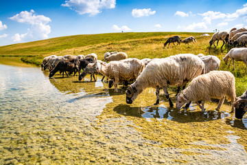 Sheep drinking of Vrazje lake in National Park Durmitor, Montenegro - obrazy, fototapety, plakaty