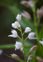 Narrow-leaved Helleborine or Sword-leaved Helleborine, Cephalanthera longifolia, Andalusia, Spain.