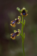 Wild orchid, Ophrys vernixia, 