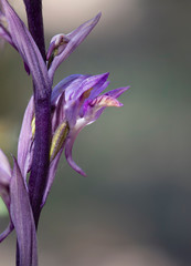 Violet Limodore, Violet Bird's-nest Orchid, Limodorum abortivum, Andalusia, Spain