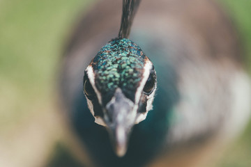 A Peacock upclose